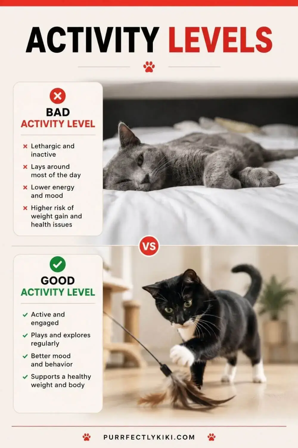 Good and Bad Activity Levels for Cats - IAI