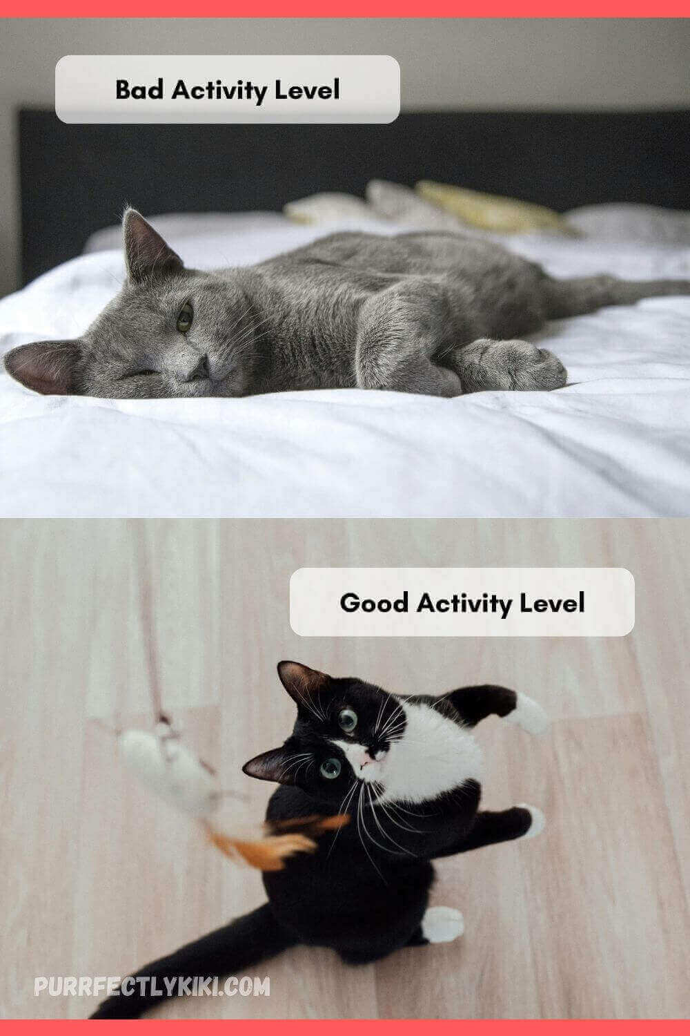 Good and Bad Activity Levels for Cats