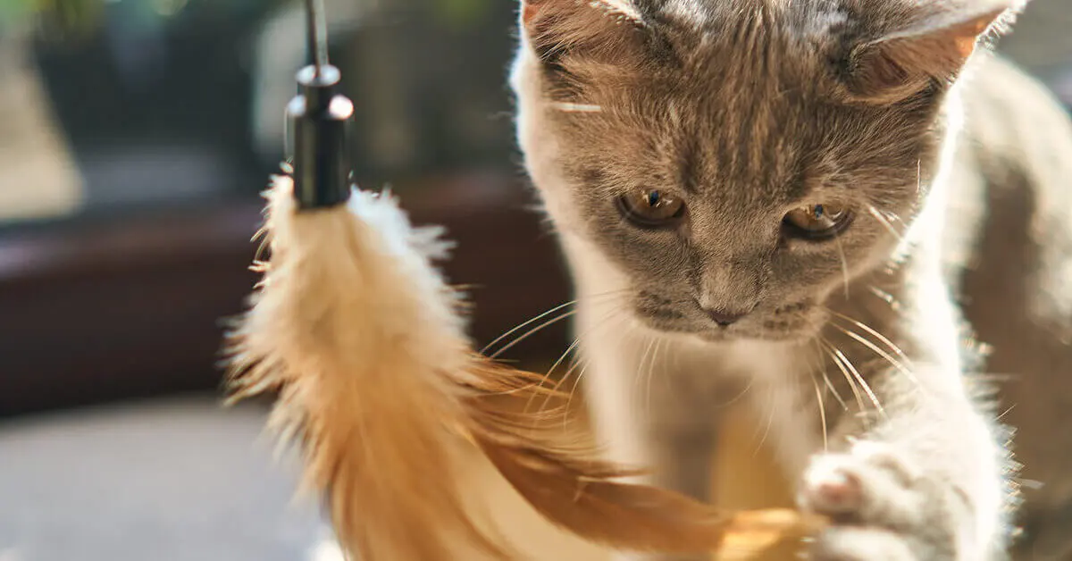 How Often Should You Play With Your Cat FI