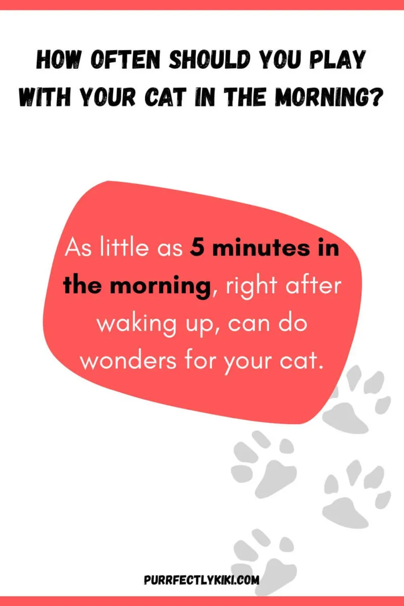 How Often Should You Play with Your Cat in the Morning IAI