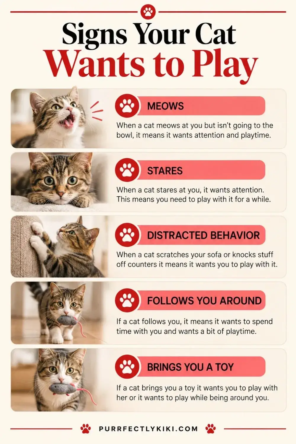 Signs Your Cat Wants to Play IAI