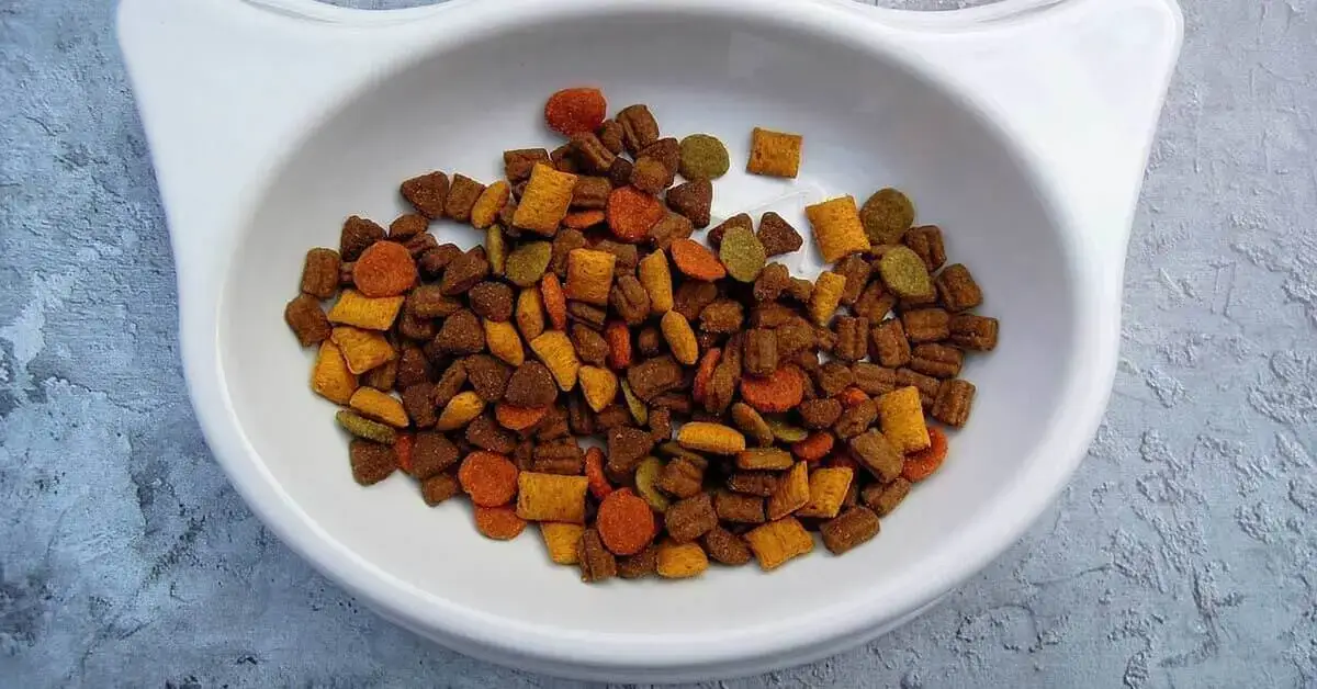 The Ultimate Guide on How to Choose Cat Food - FI