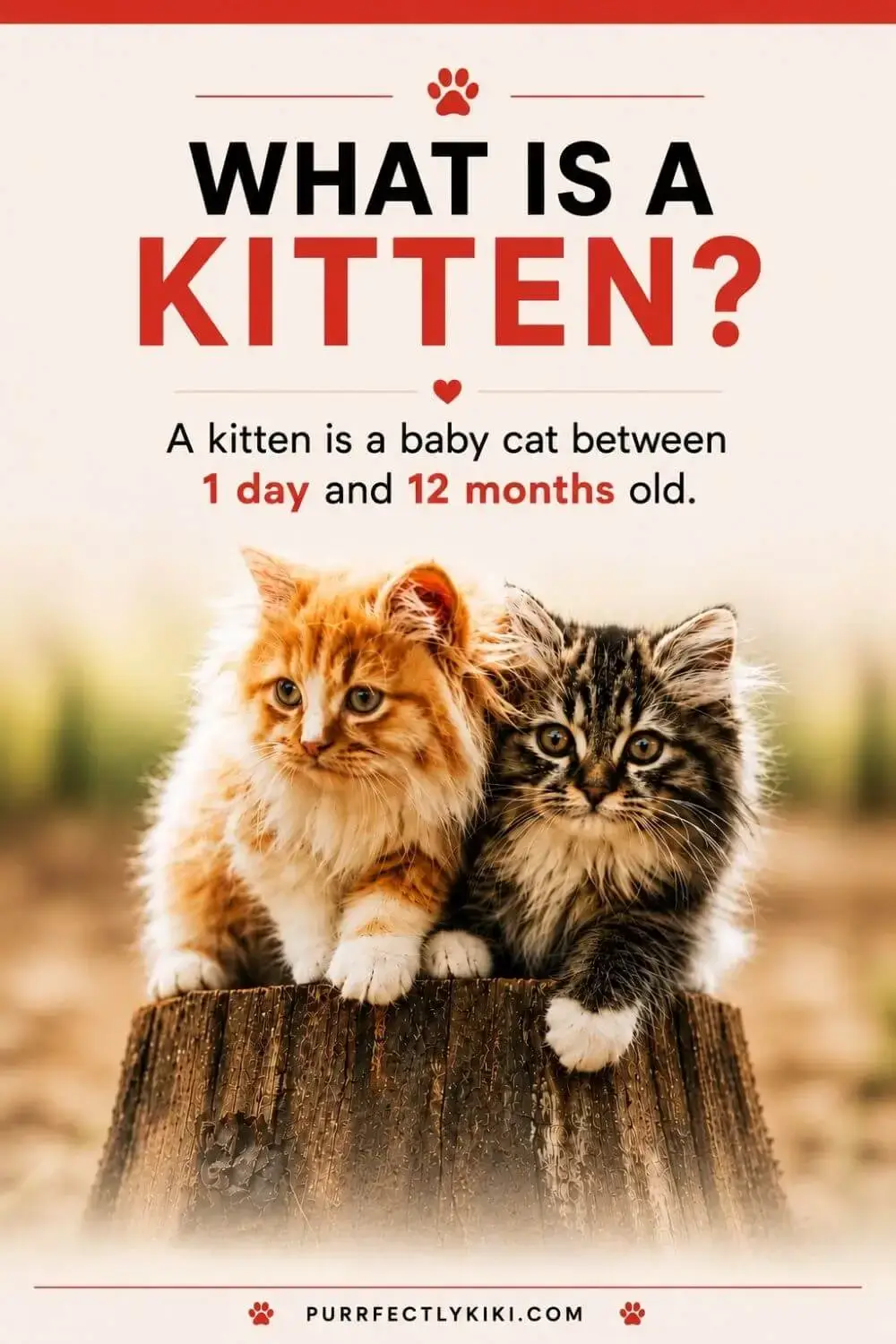What is a Kitten - IAI