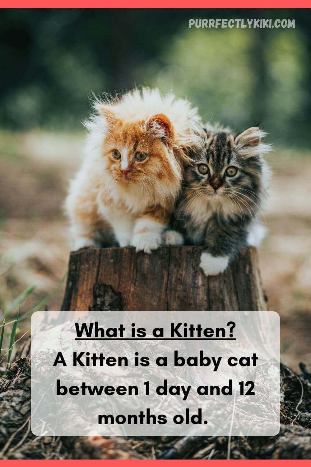 What is a Kitten - Up To 12 Months Old