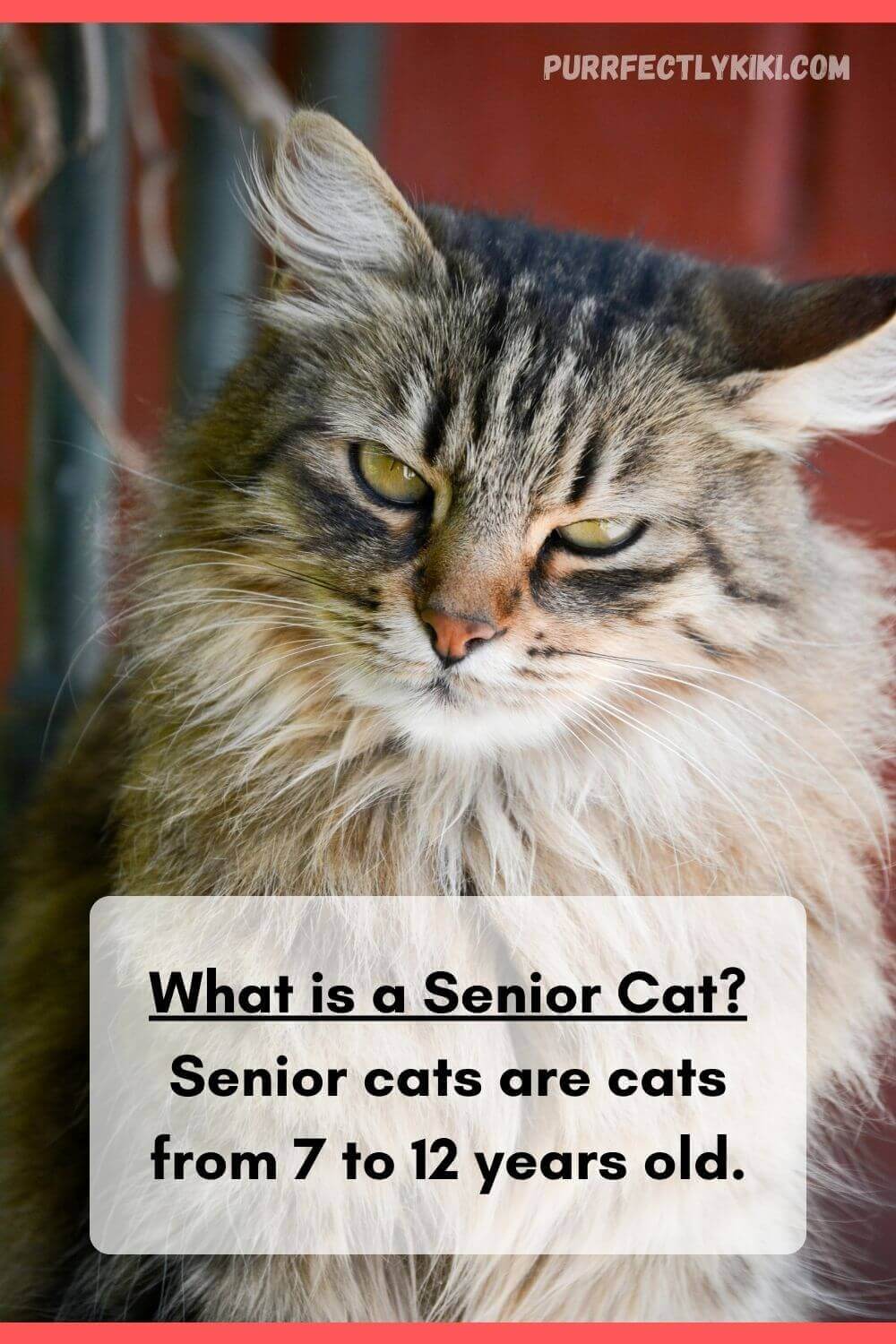 What is a Senior Cat - From 7 to 12 Years Old