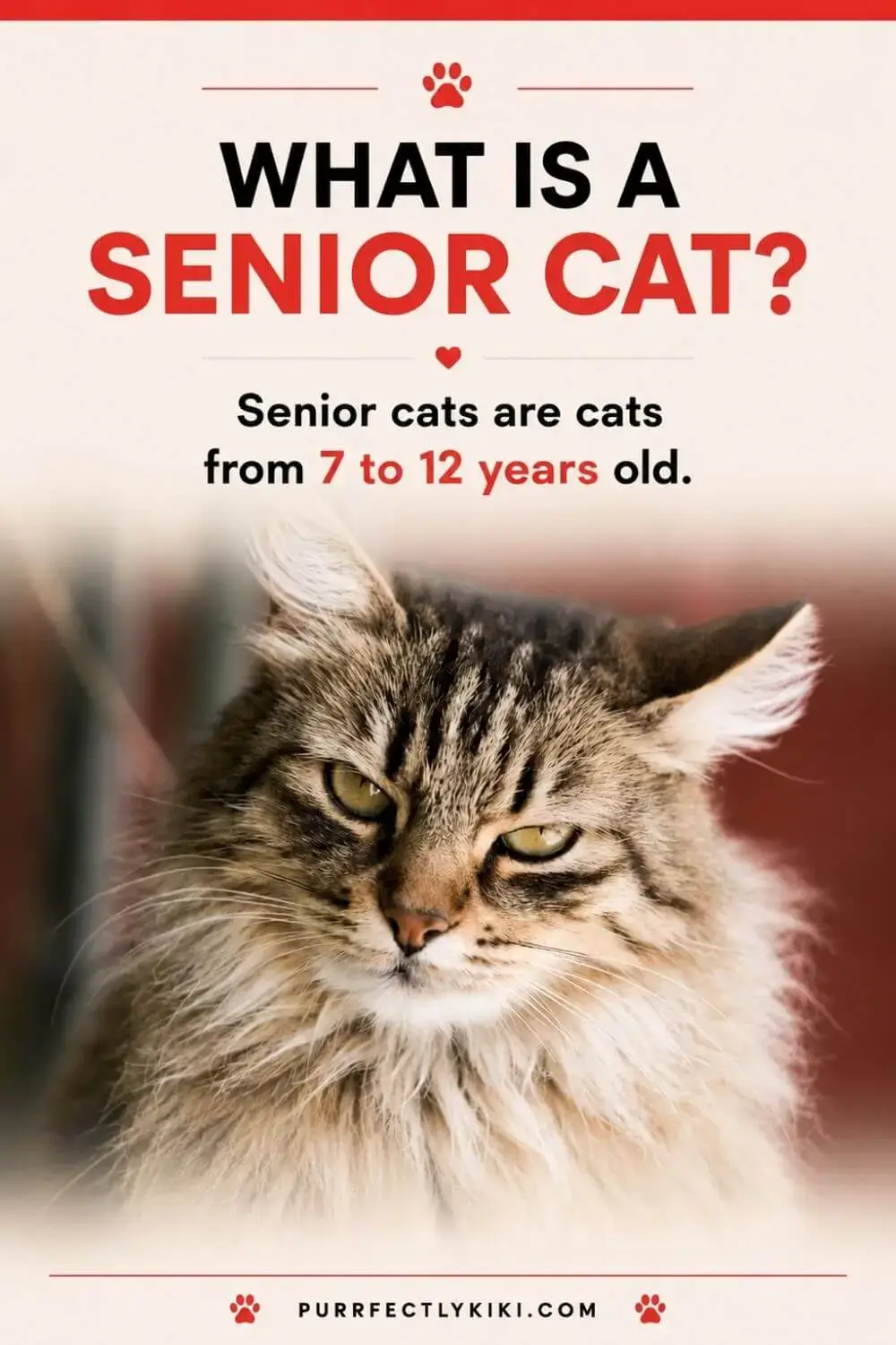 What is a Senior Cat - IAI