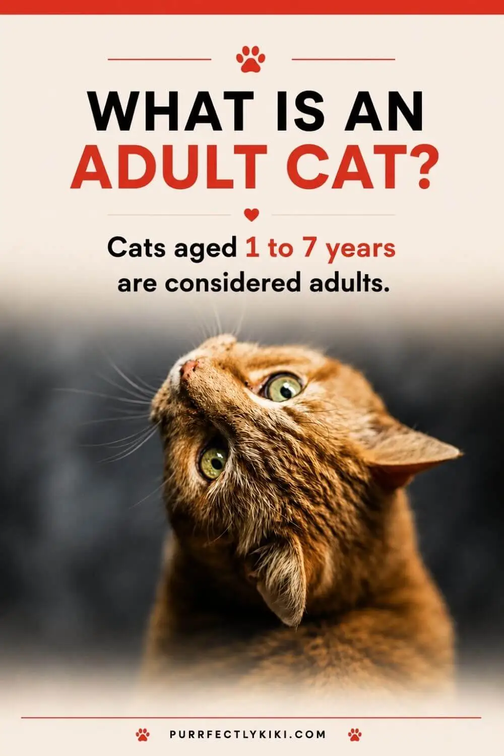 What is an Adult Cat - IAI
