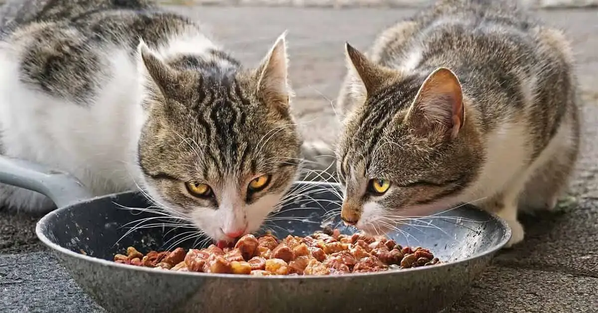 How Much Food Should a Cat Eat - FI