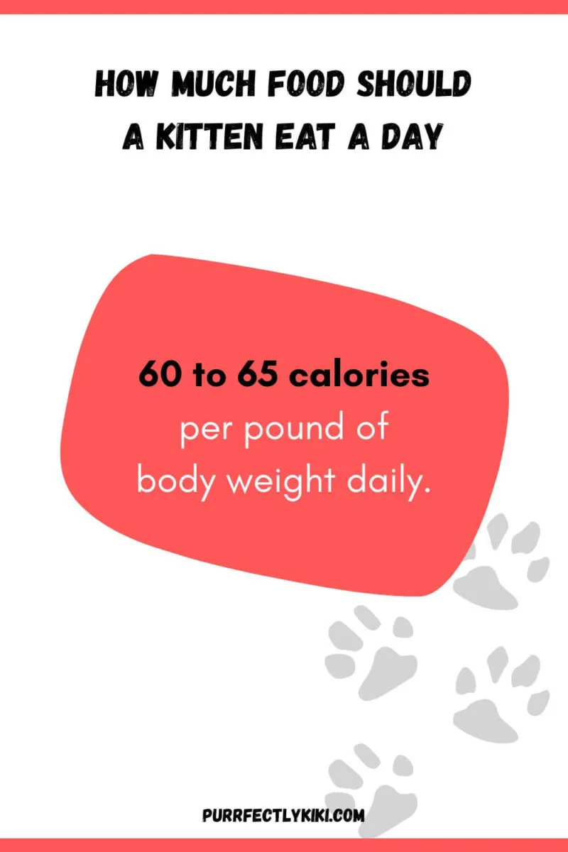 How Much Food Should a Kitten Eat per Day - Chart [IAI]