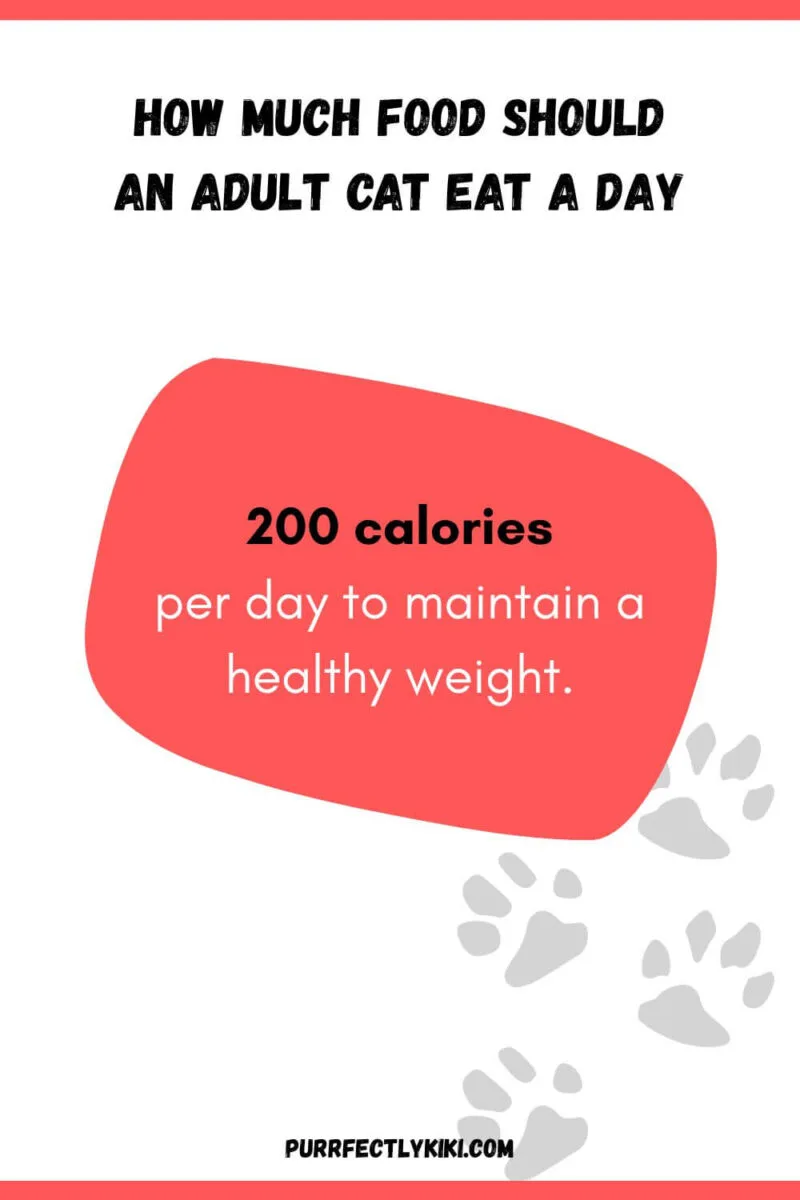 How Much Food Should an Adult Cat Eat per Day - Chart [IAI]
