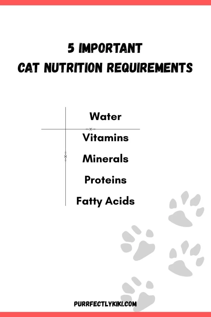 Essential Cat Nutritional Requirements - IAI