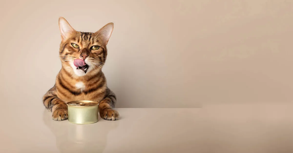 Why Some Cats Eat Only Certain Brands of Cat Foods - FI