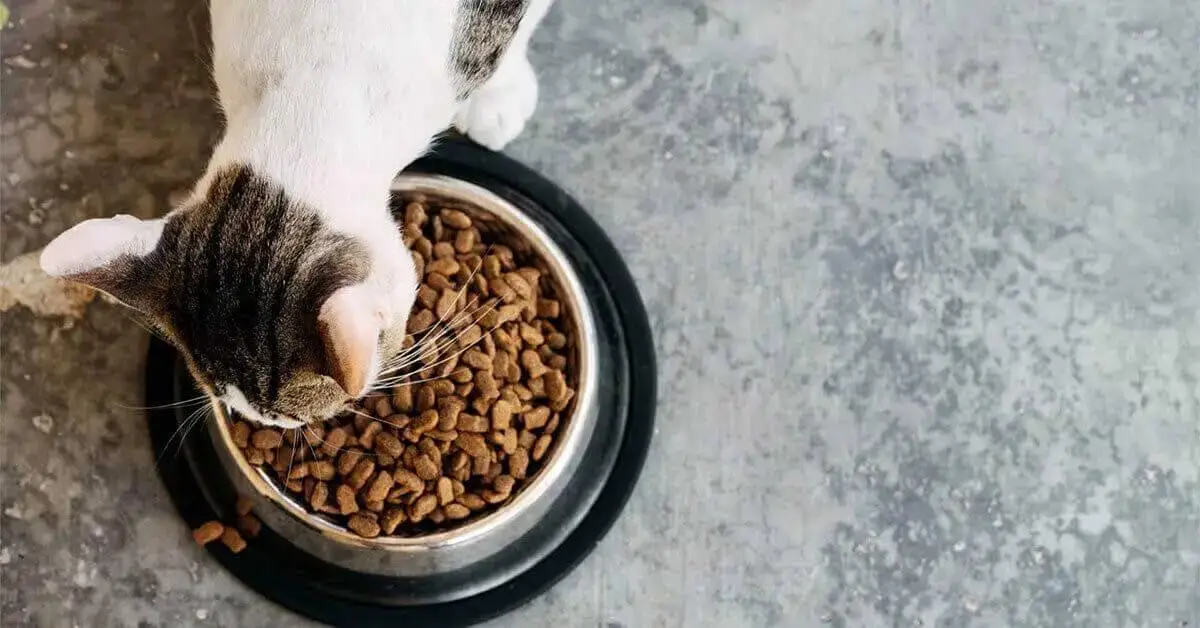 Kitten vs Adult Cat Food - Main Differences FI