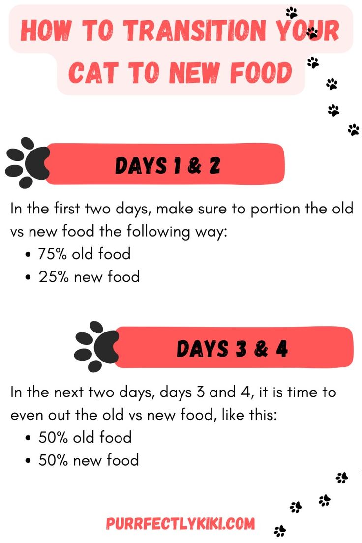 Transitioning Cat Food Days 1, 2, 3, 4