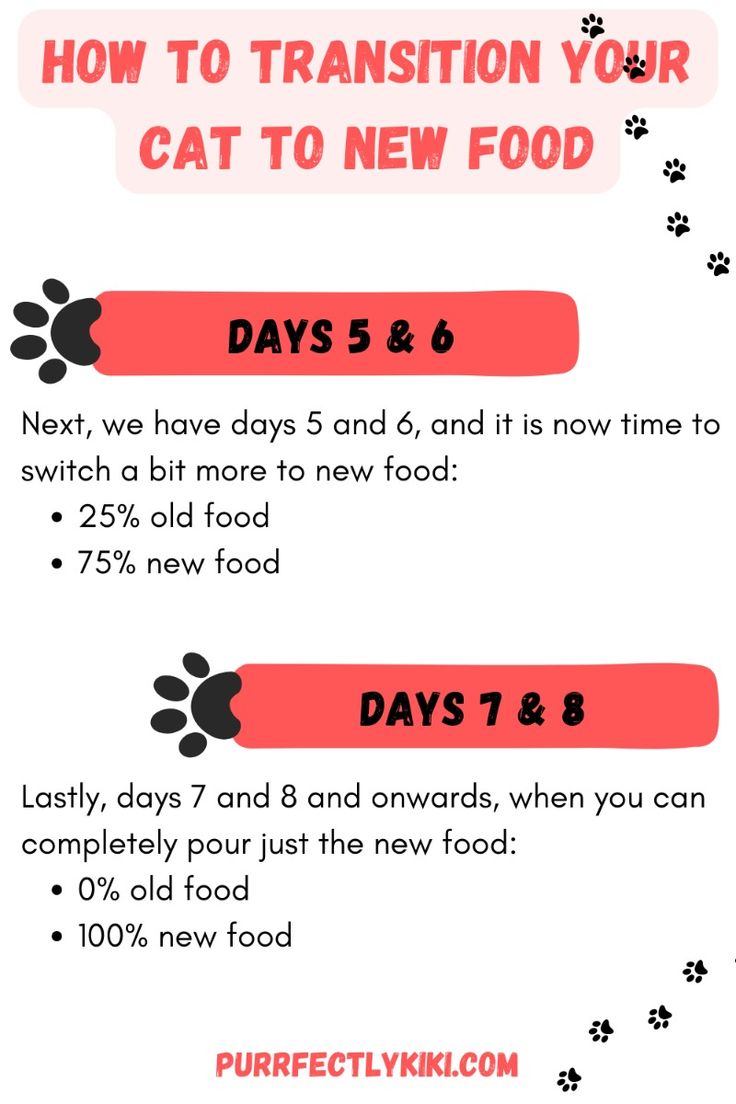 Transitioning Cat Food Days 5, 6, 7, 8