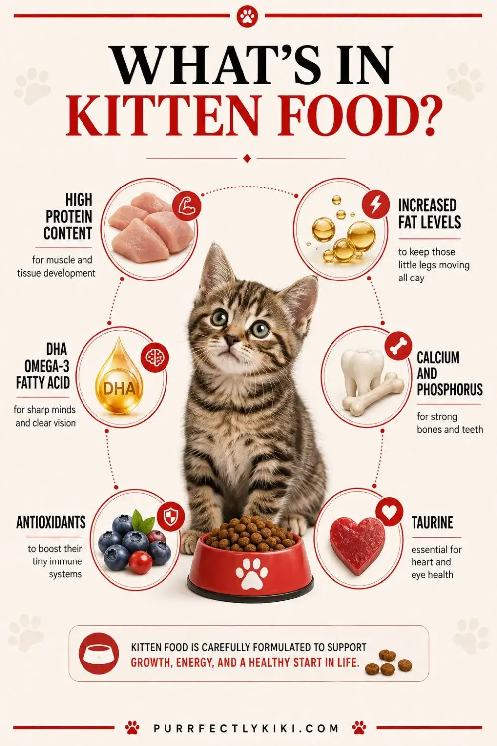 What is in Kitten Food IAI