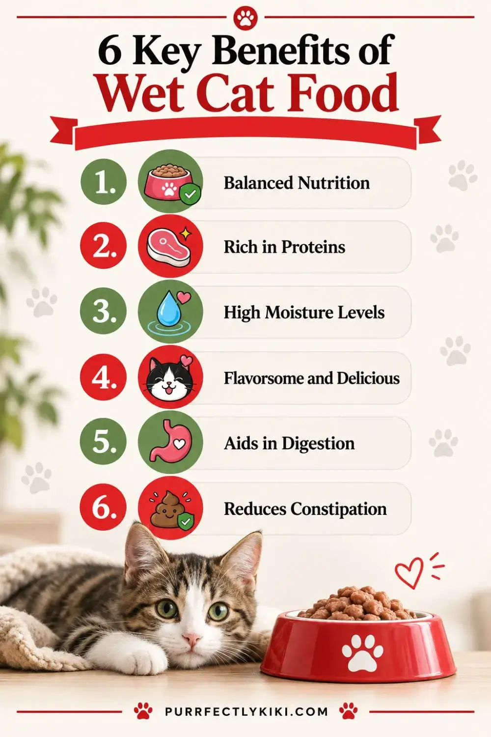 6 Key Benefits of Wet Cat Food IAI