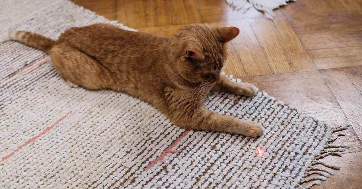 Cat Doesn't Play With Toys - What to Do FI