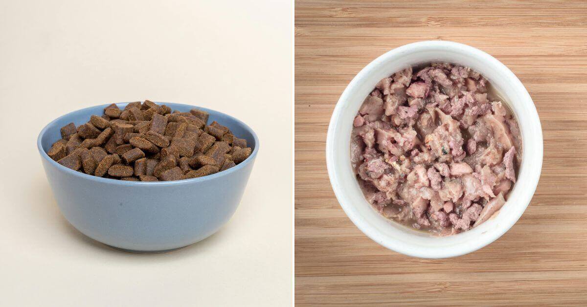 Dry Cat Food vs Wet Cat Food - The Differences FI