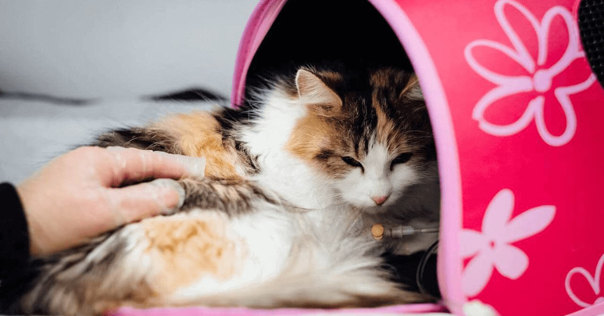 How Cat Food Affects Your Cat's Health - FI