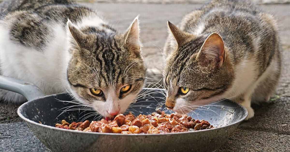 How Much Food Should a Cat Eat - FI