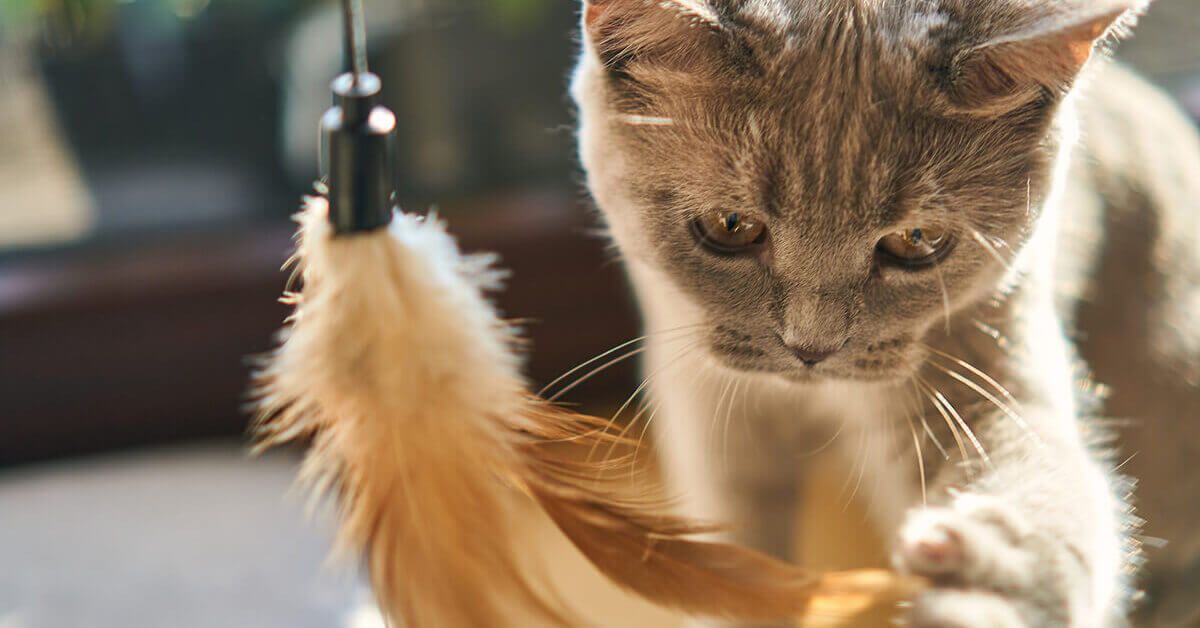 How Often Should You Play with Your Cat Per Day - FI