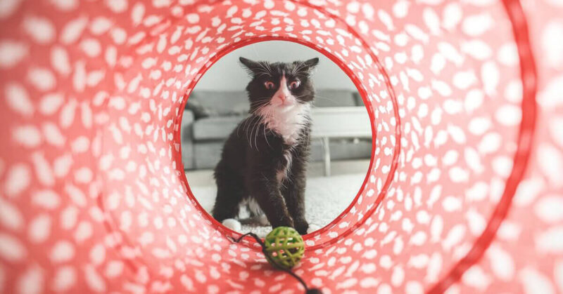 How Often Should You Replace Your Cats Toys - FEIM