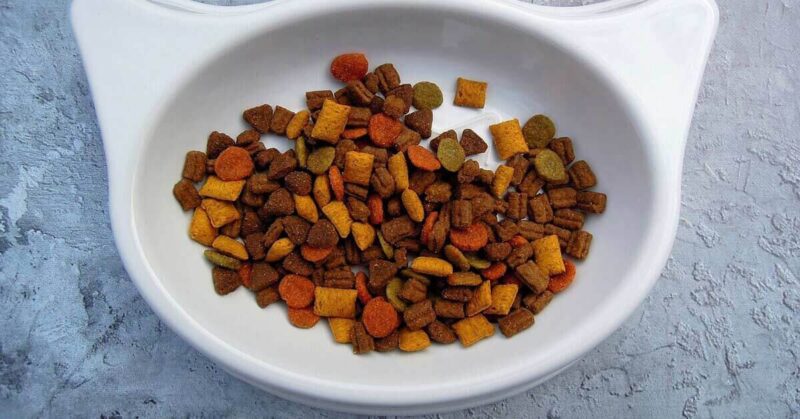 How to Choose Cat Food - Ultimate Guide FI