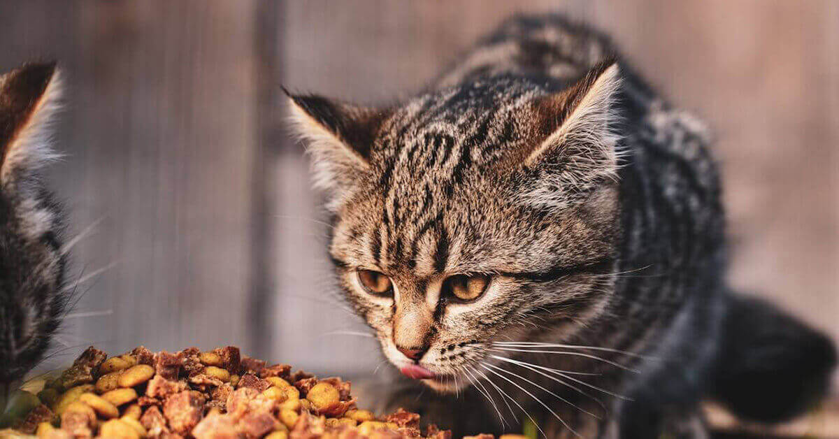 Type of Cat Food to Give to Your Cat - FI