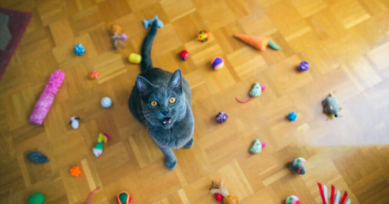 Types of Cat Toys - Most Popular FI