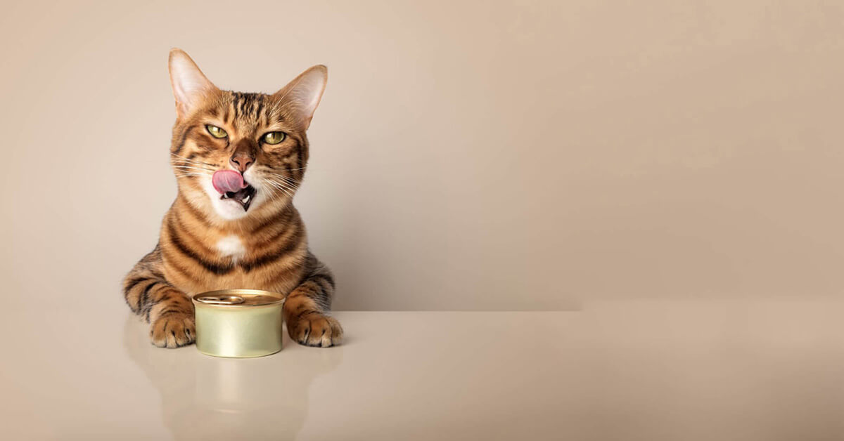 Why Some Cats Eat Only Certain Brands Cat Food Types - FI