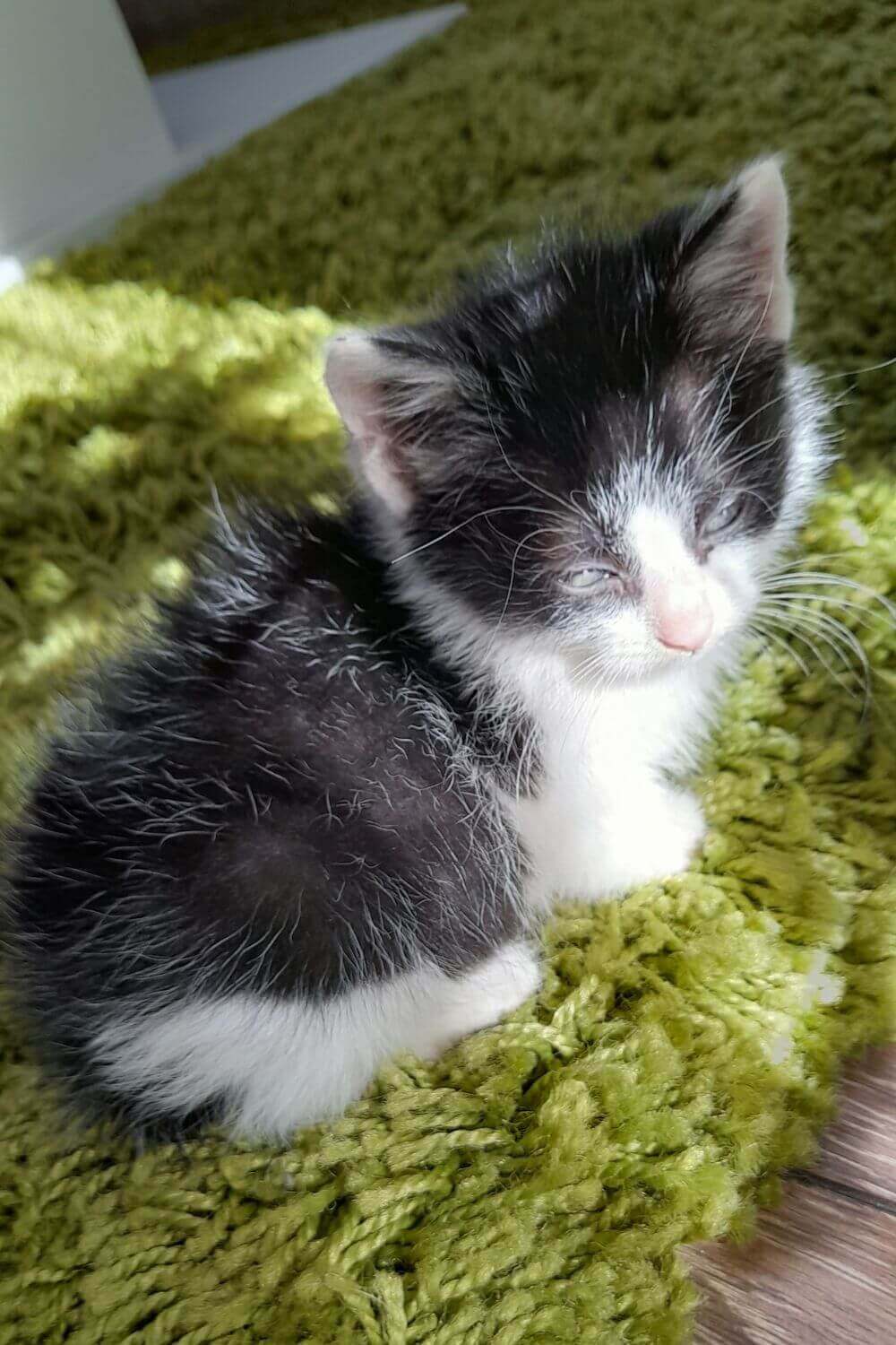 First Image of Kiki - Baking in the Sun