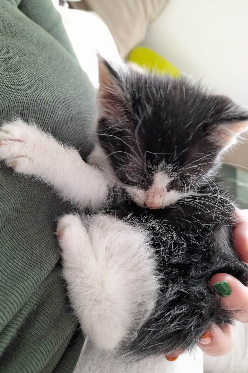 Kiki Curled up with Mommy Again