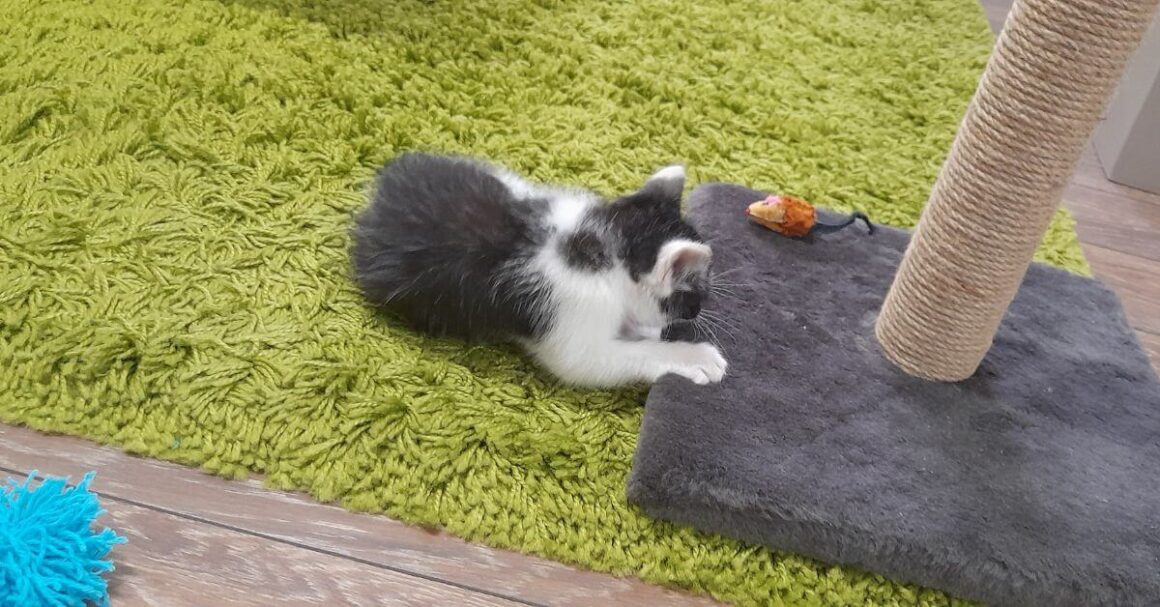 Kiki Playing by Herself