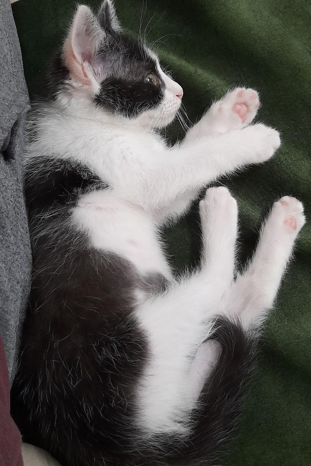 Kiki Rests After Playing with Daddy