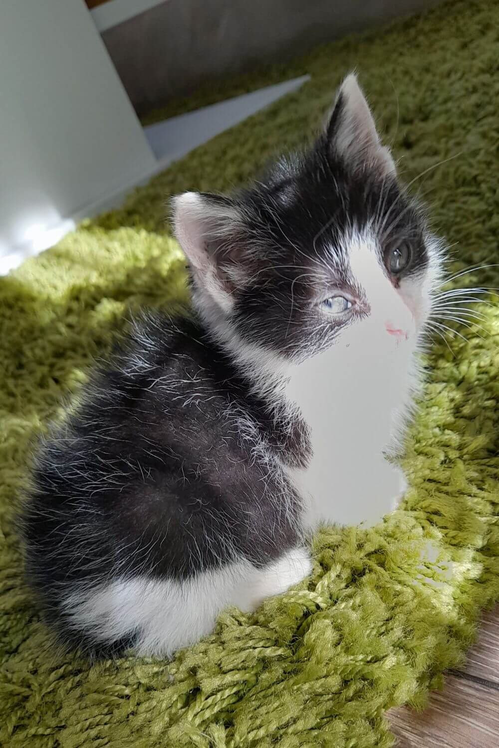 Kiki Soaking in the Sun IM