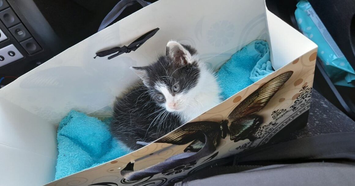 Kiki's First Visit to the Vet