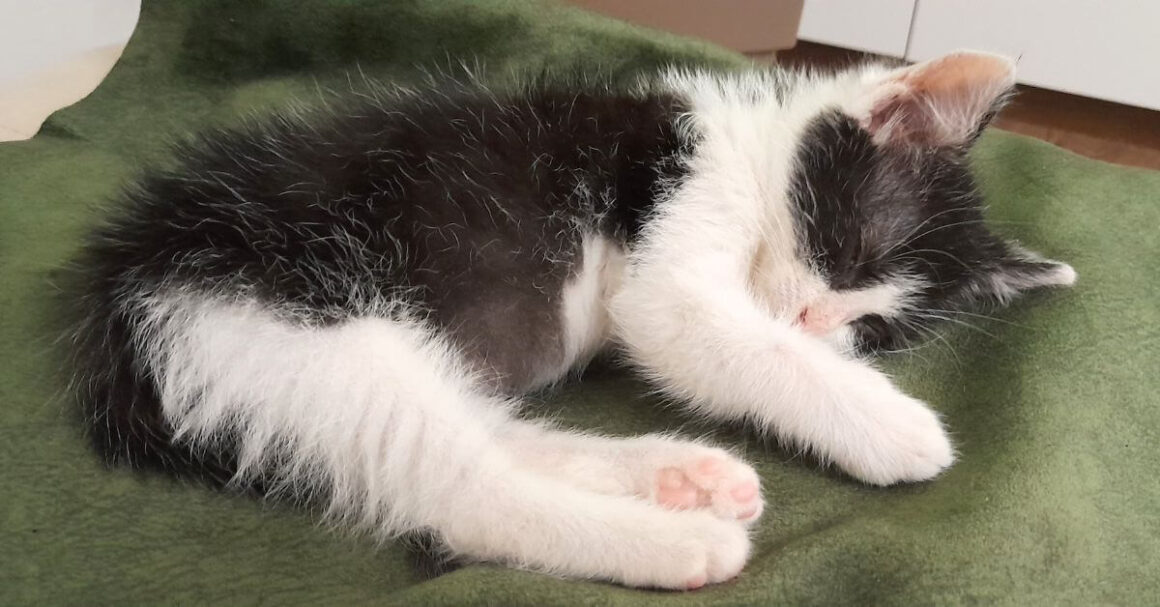 Kiki's Story Continues as She Sleeps Through Everything