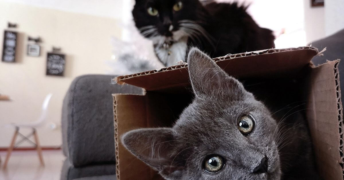 5 Homemade Cat Toys You Should Try for Your Cat