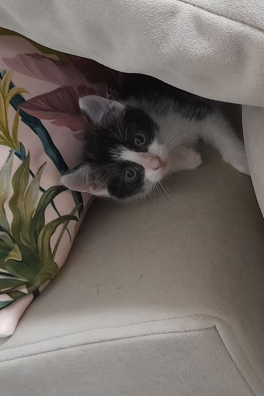 Kiki Playing Hide & Go Seek