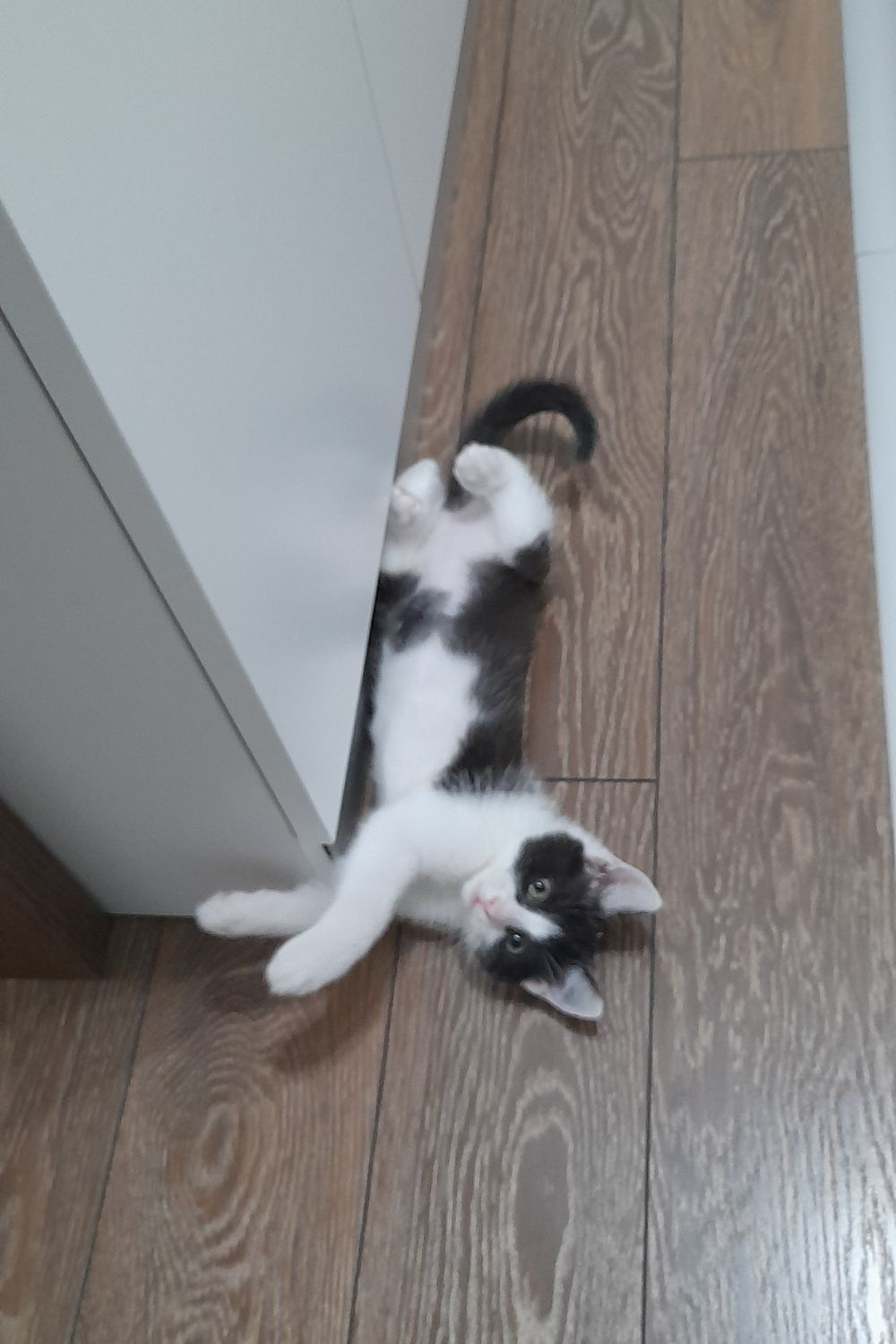 Kiki Showcasing her Playfullness