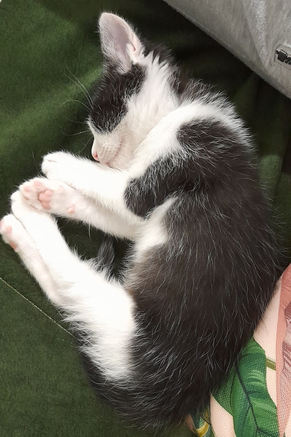 Kiki Sleeping Peacefully