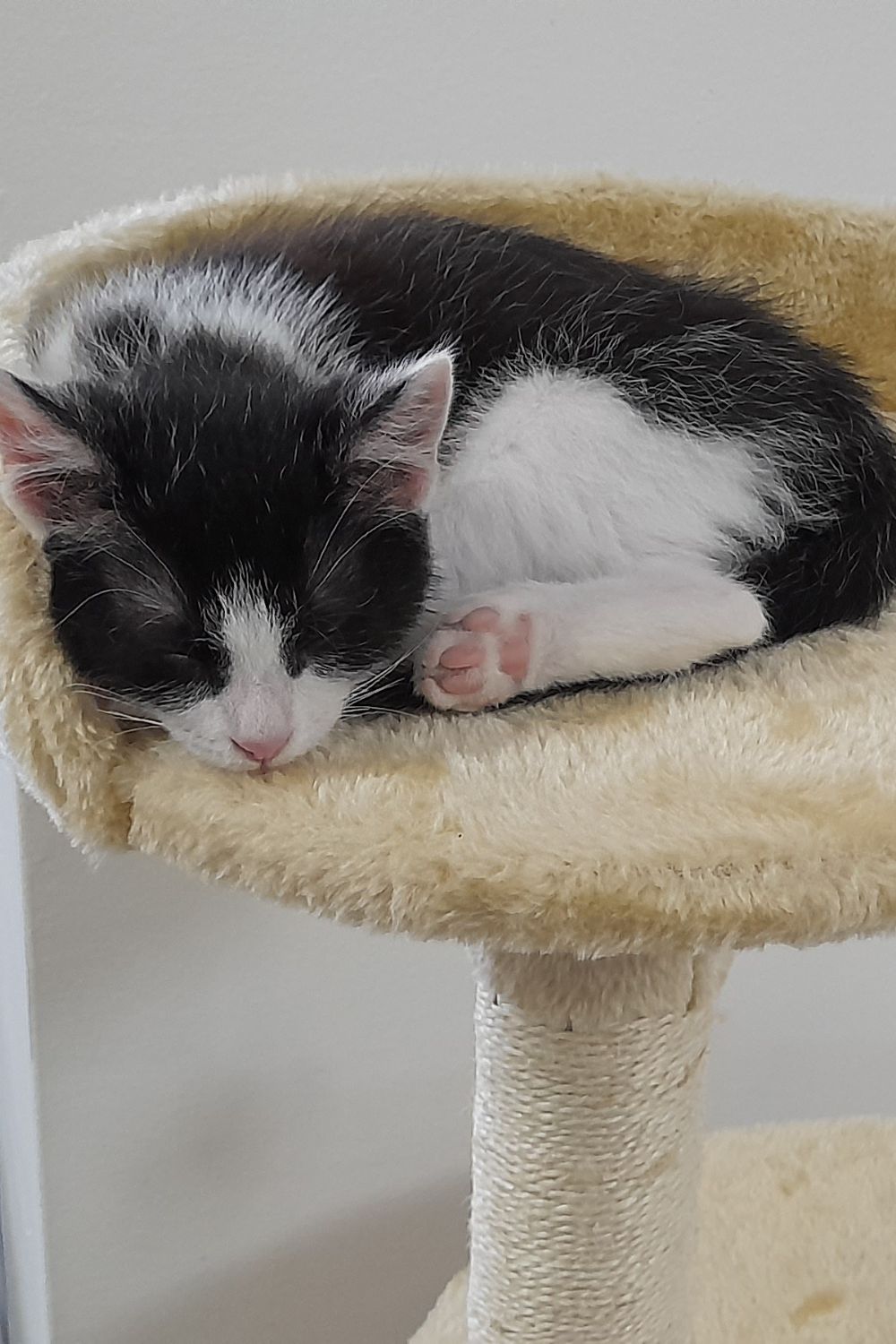 Kiki Sleeping on her First Cat Tree
