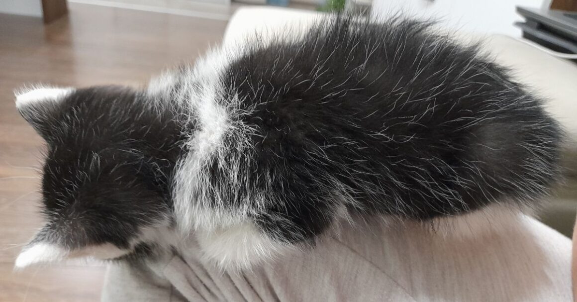 Kiki Smol & Sleeping on Mommy's Knee