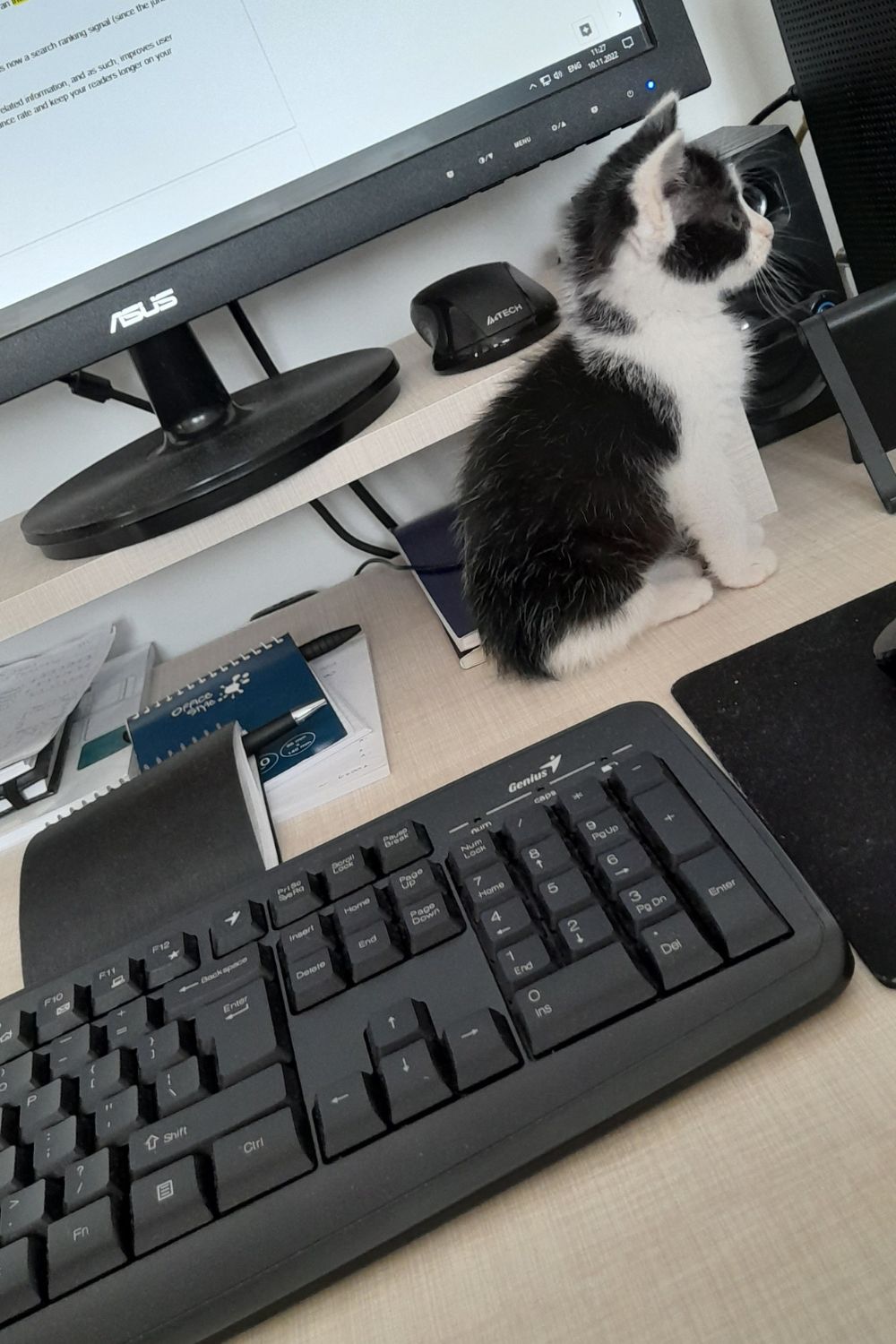 Kiki Trying to Help Daddy with Work