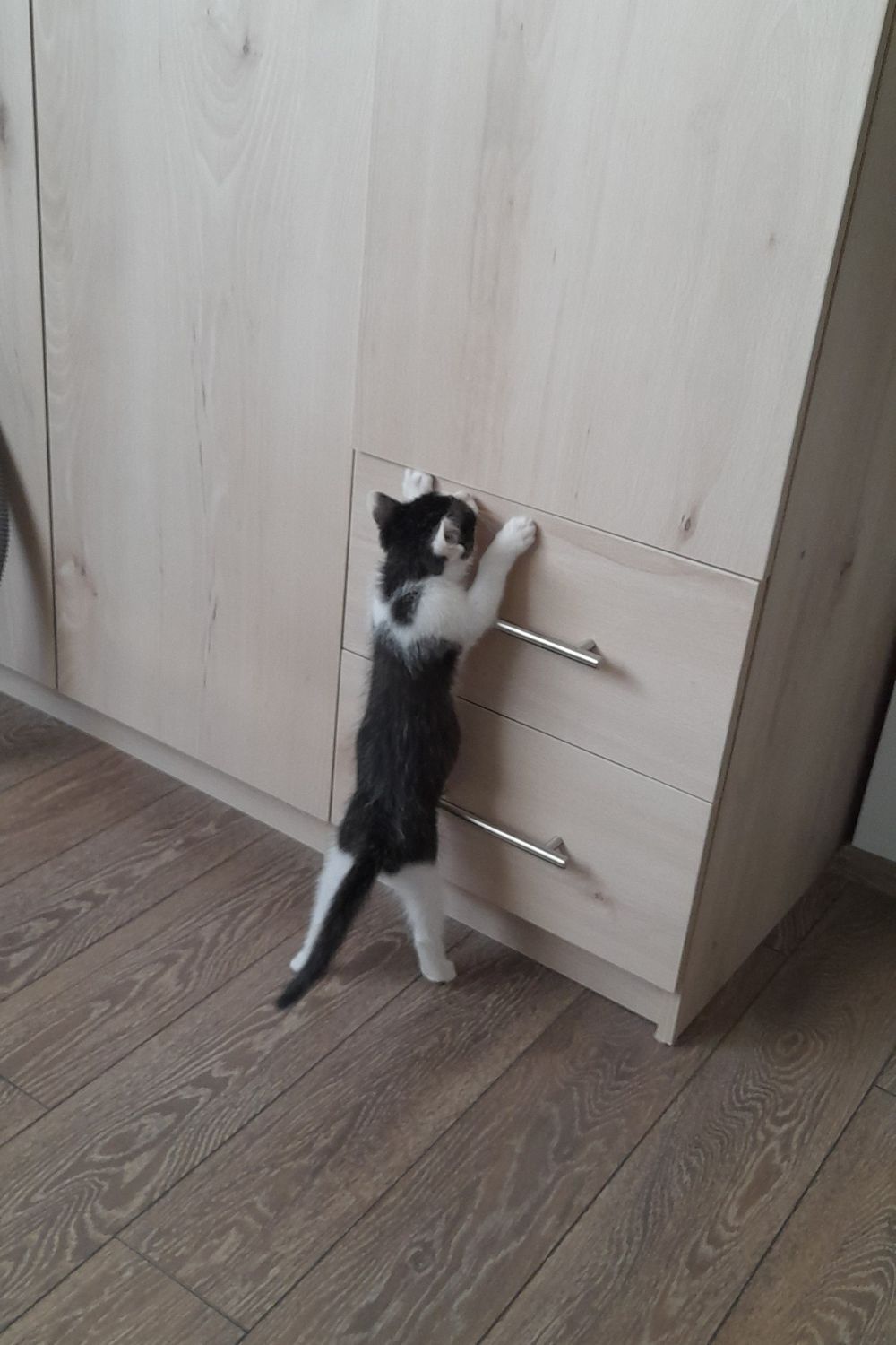 Kiki Wants to Get Inside the Wardrobe