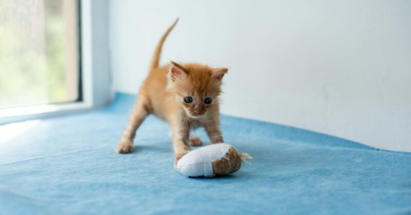 Should You Spend Money on Cat Toys FI