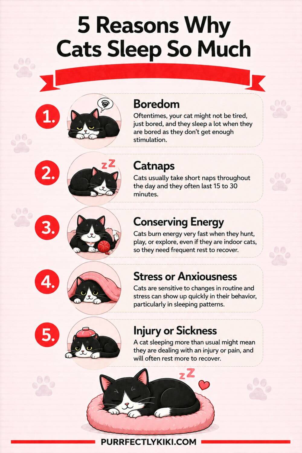 5 Reasons Why Cats Sleep So Much IAI