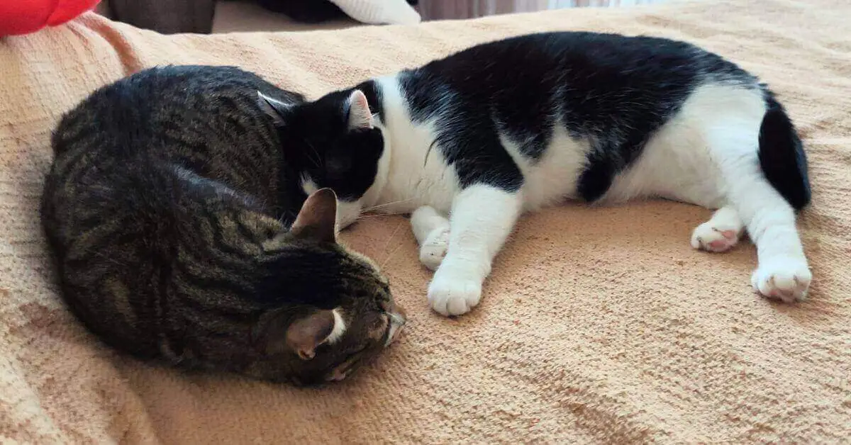 How Much Do Cats Actually Sleep FI