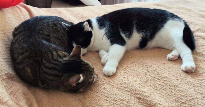 How Much Do Cats Sleep FI